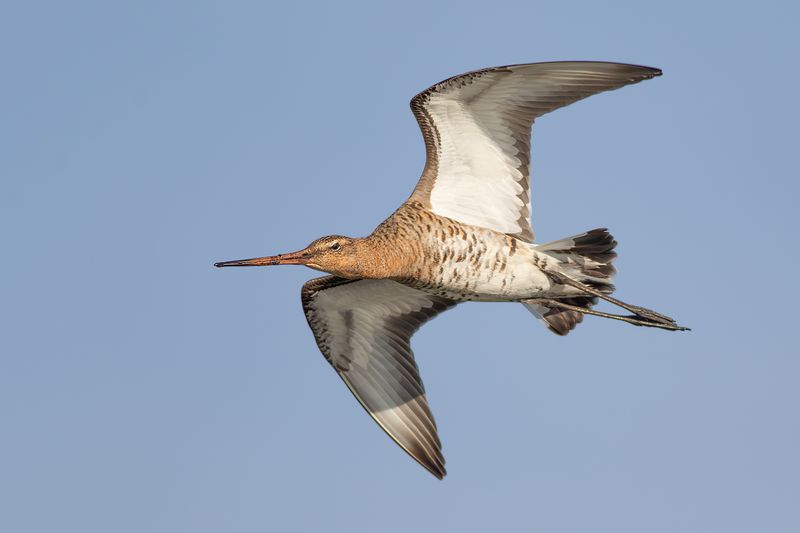 Black-tailed Godwit / Grutto