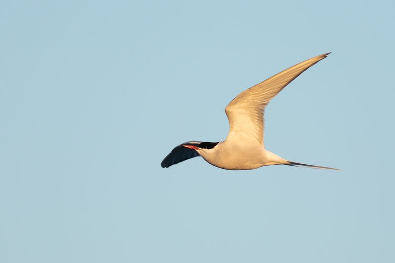 Arctic Tern / Noordse Stern