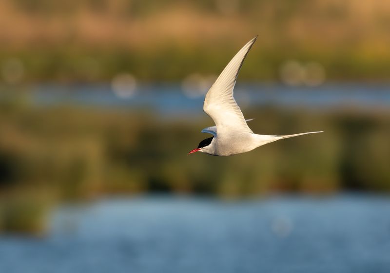 Noordse Stern / Arctic Tern