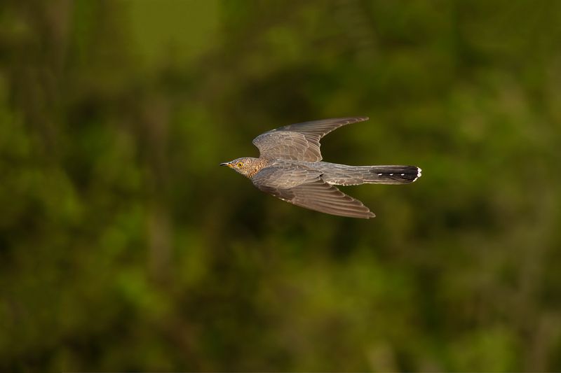 Koekoek / Common Cuckoo