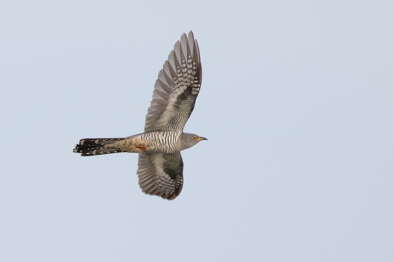 Koekoek / Common Cuckoo