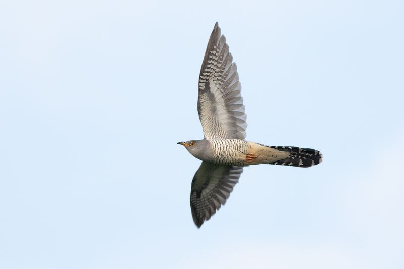 Common Cuckoo / Koekoek