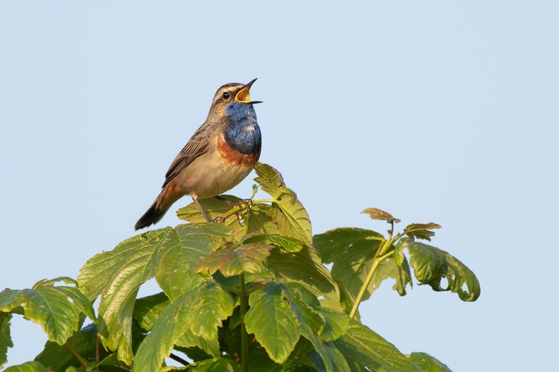 Blauwborst / Bluethroat