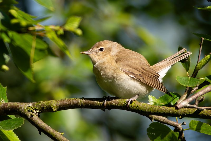 Garden Warbler / Tuinfluiter
