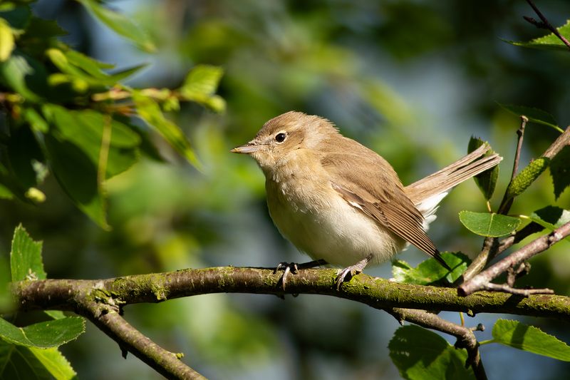 Tuinfluiter / Garden Warbler