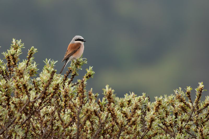 Red-backed Shrike / Grauwe Klauwier