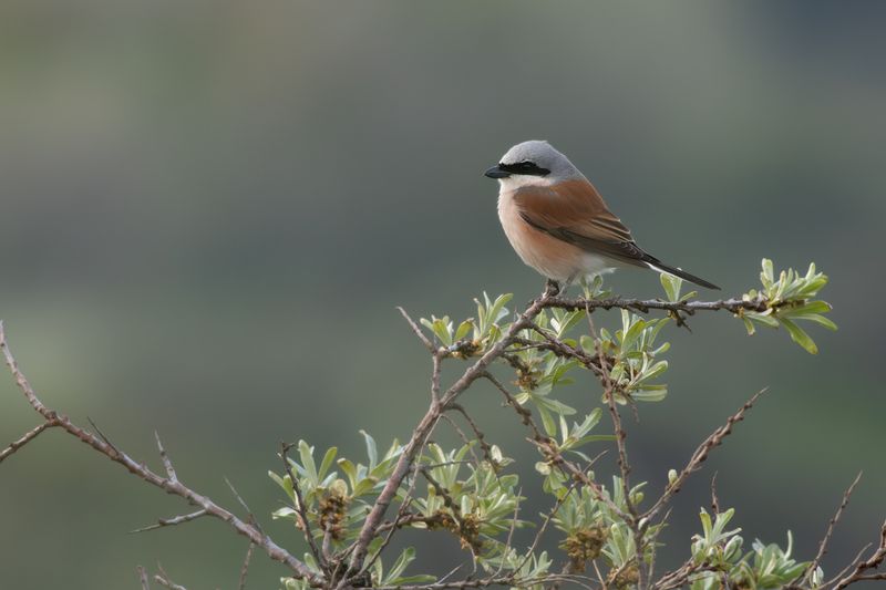 Red-backed Shrike / Grauwe Klauwier