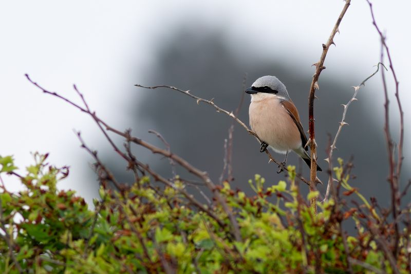Red-backed Shrike / Grauwe Klauwier