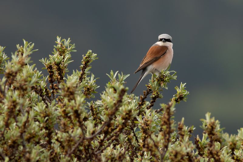 Red-backed Shrike / Grauwe Klauwier