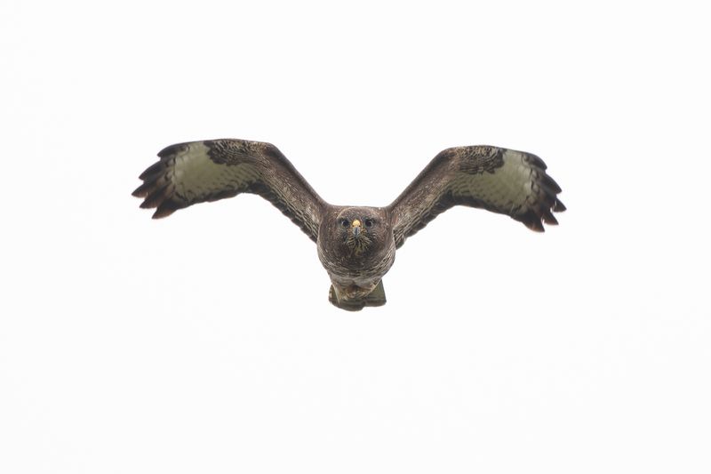 Common Buzzard / Buizerd