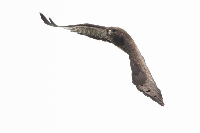Common Buzzard / Buizerd