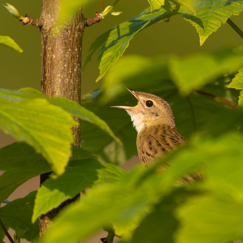 Grasshopper Warbler / Sprinkhaanzanger