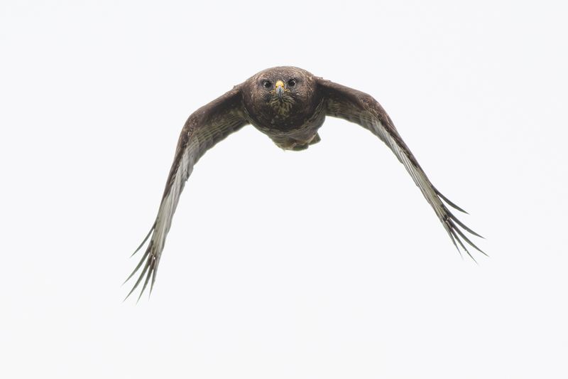 Common Buzzard / Buizerd