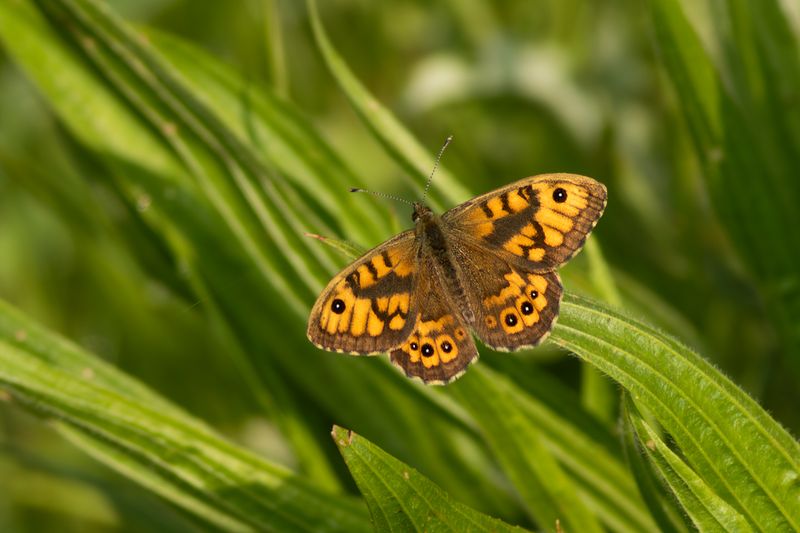 Argusvlinder / Wall Brown
