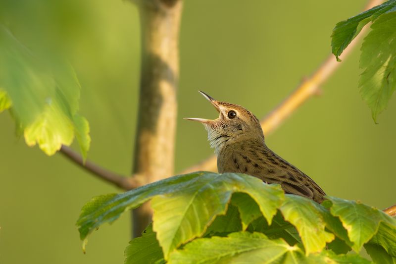 Sprinkhaanzanger / Grasshopper Warbler