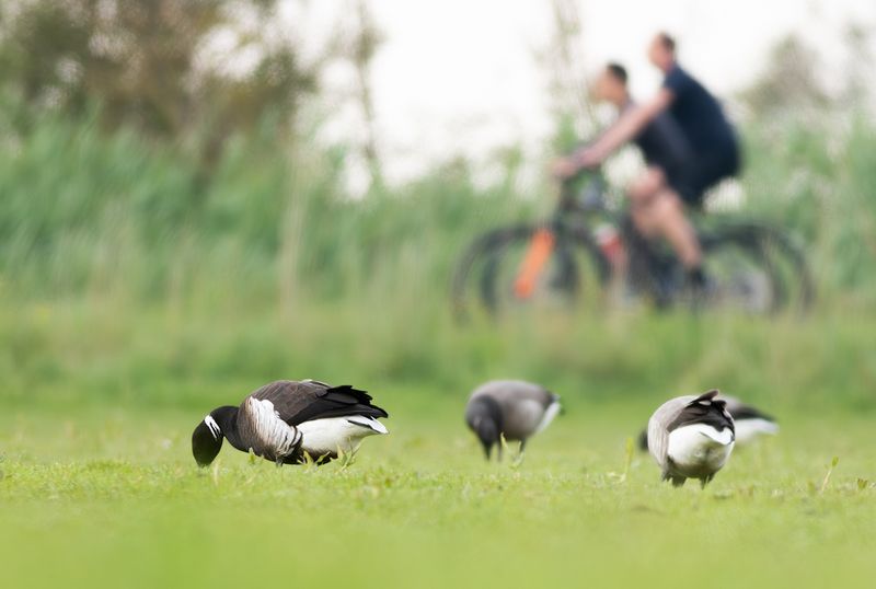Black Brant / Zwarte Rotgans
