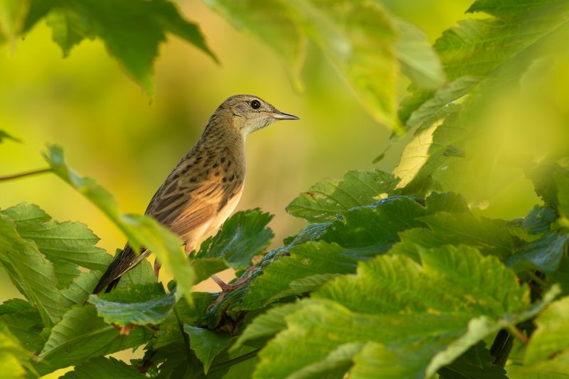 Sprinkhaanzanger / Grasshopper Warbler