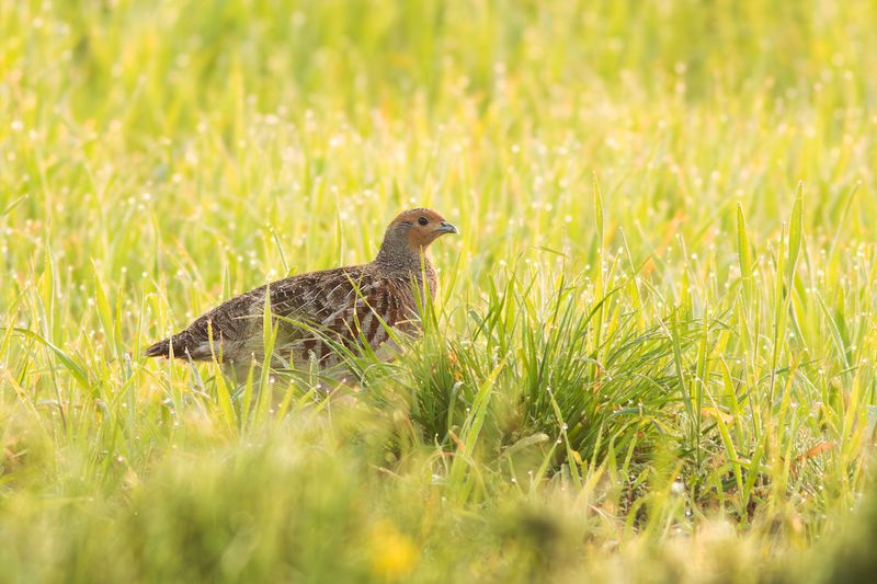 Patrijs / Grey Partridge