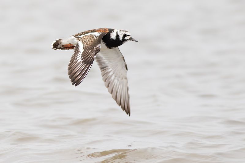 Ruddy Turnstone / Steenlopers