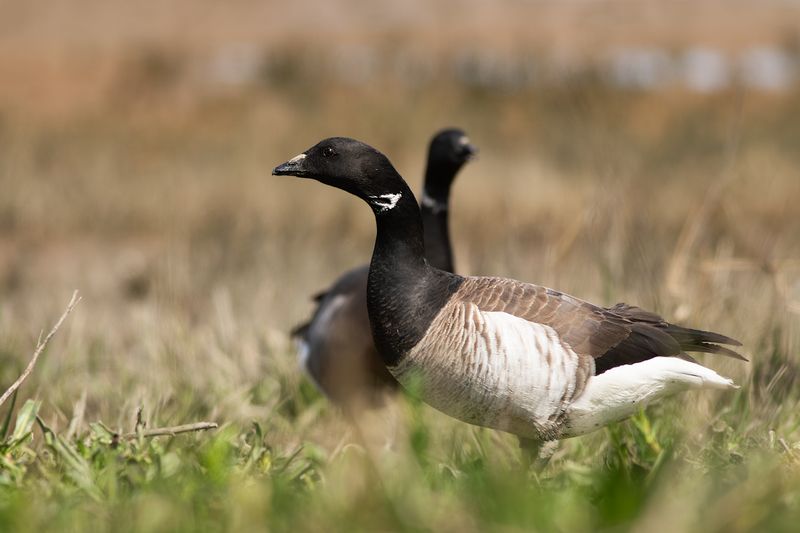 White-bellied Brent Goose / Witbuikrotgans
