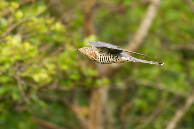 Koekoek / Common Cuckoo