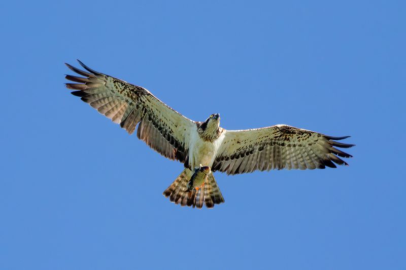 Osprey / Visarend
