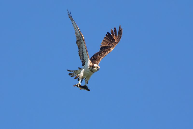 Osprey / Visarend