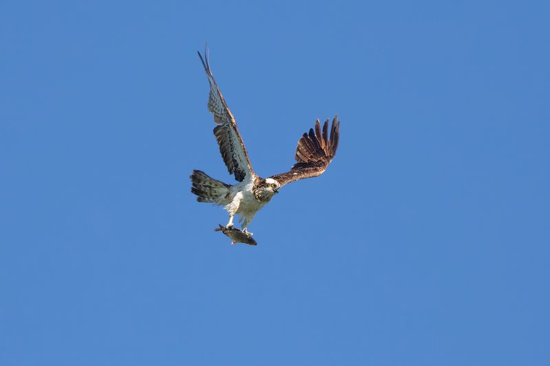 Osprey / Visarend