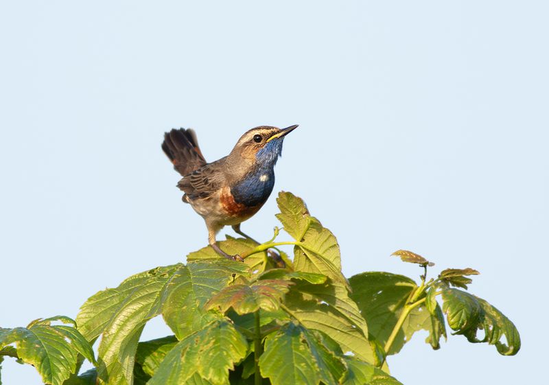 Blauwborst / Bluethroat