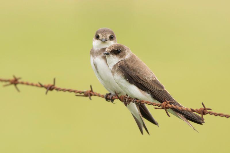 Sand Martins / Oeverzwaluwen