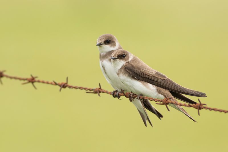 Oeverzwaluw / Sand Martin