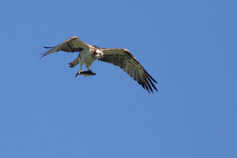 Osprey / Visarend