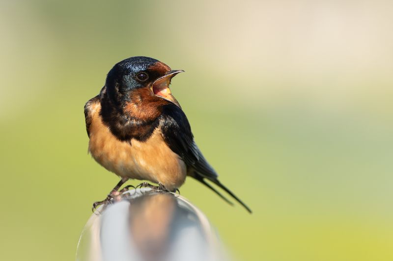 Barn Swallow / Boerenzwaluw 