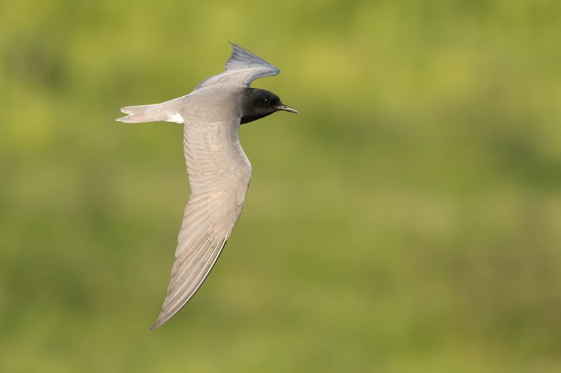 Black Tern / Zwarte Stern 