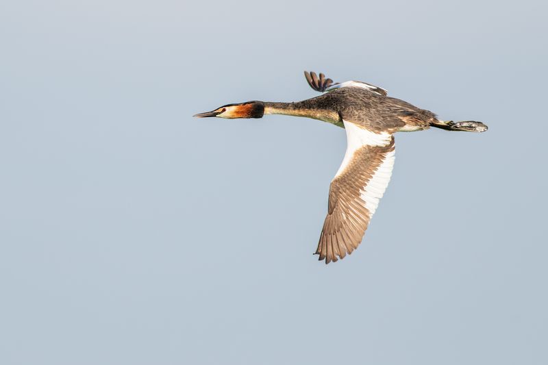 Great Crested Grebe / Fuut