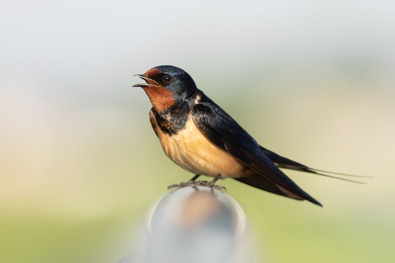 Barn Swallow / Boerenzwaluw 