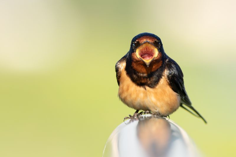 Boerenzwaluw / Barn Swallow