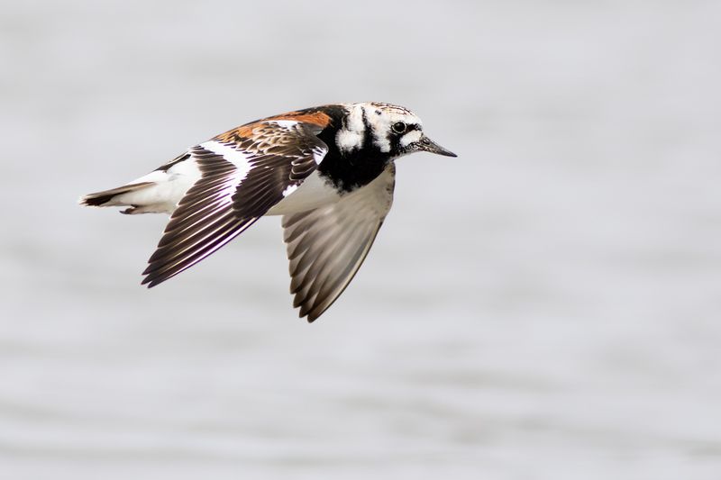 Steenloper / Ruddy Turnstone
