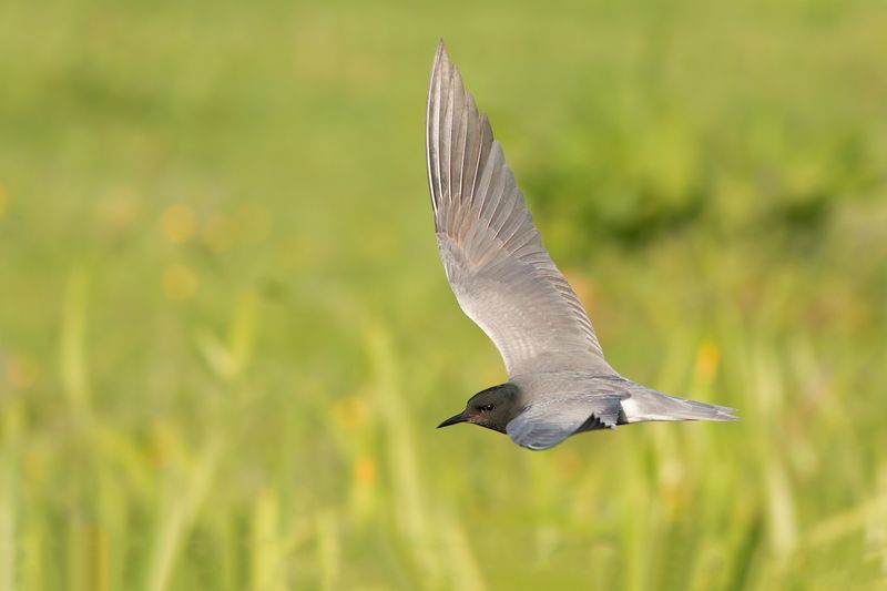 Black Tern / Zwarte Stern 