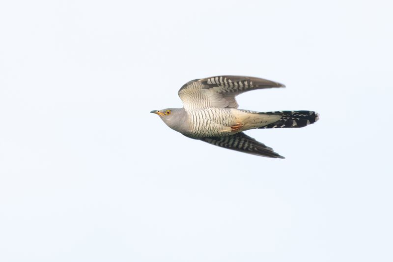 Common Cuckoo / Koekoek