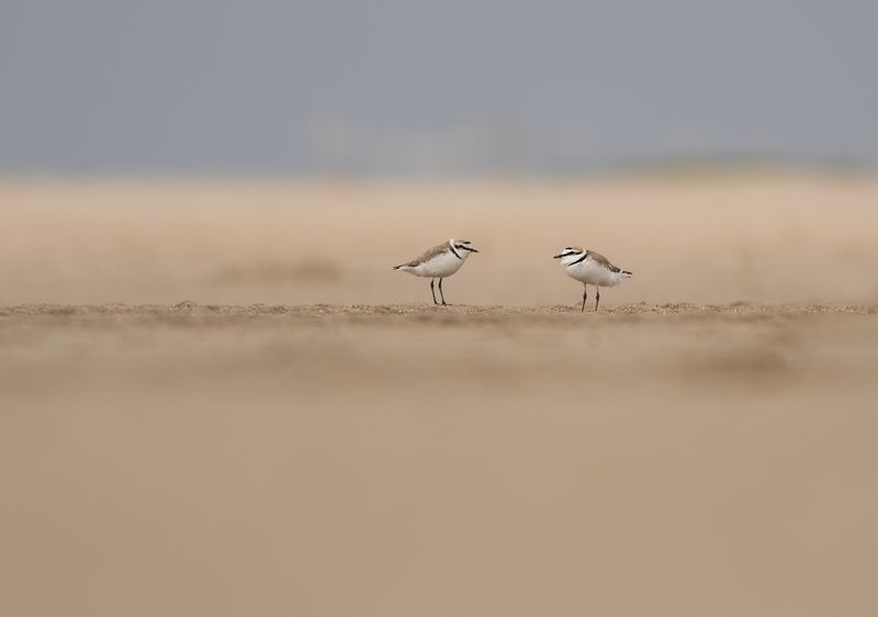 Strandplevieren / Kentish Plovers