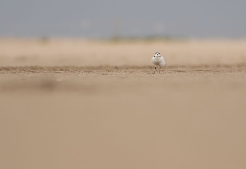 Strandplevier / Kentish Plover