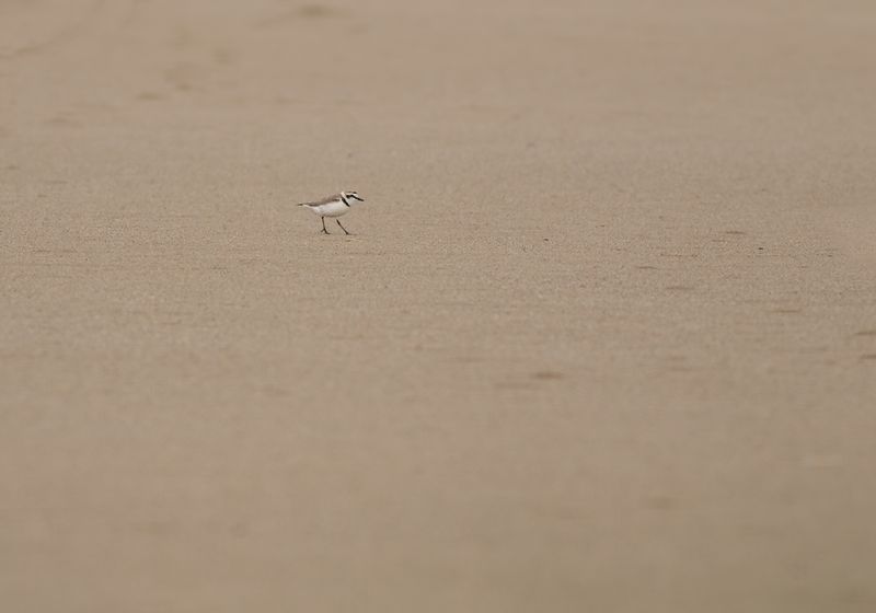 Strandplevier / Kentish Plover