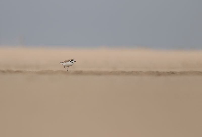 Kentish Plover / Strandplevier