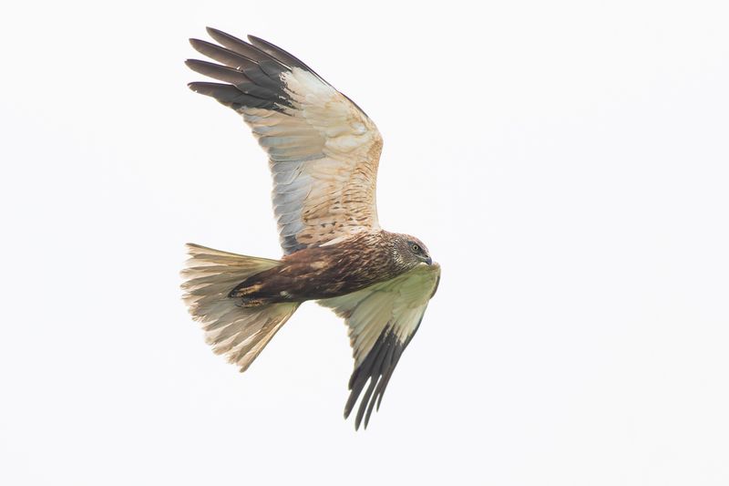 Marsh Harrier / Bruine Kiekendief