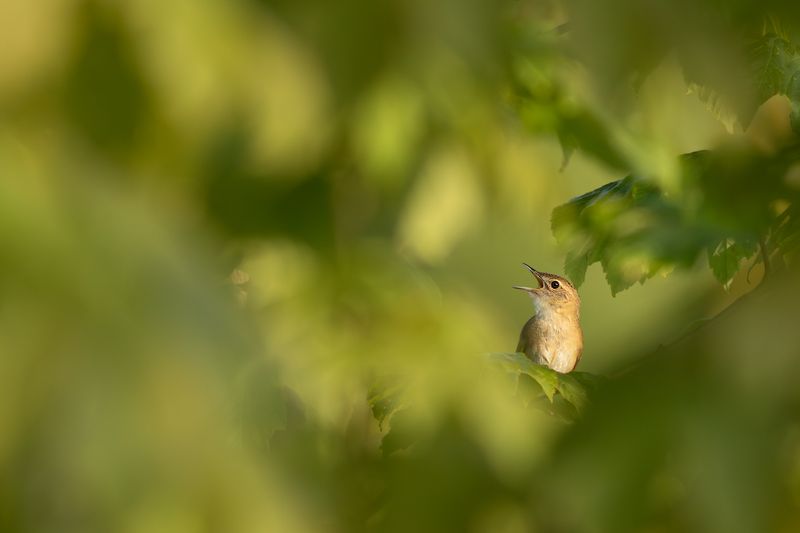 Sprinkhaanzanger / Grasshopper Warbler