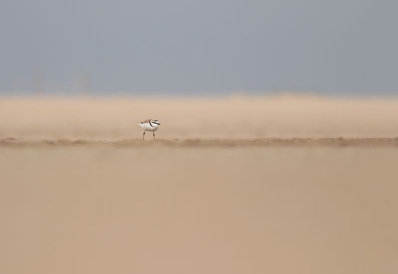 Kentish Plover / Strandplevier