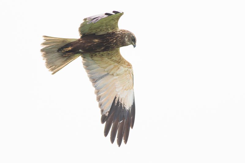 Bruine Kiekendief / Marsh Harrier