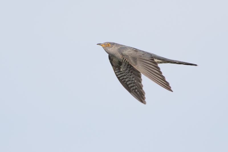 Koekoek / Common Cuckoo