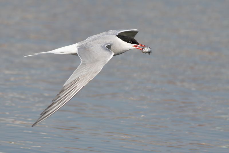Visdief / Common Tern